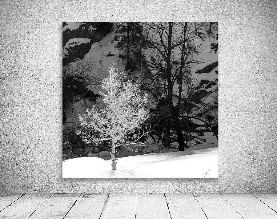 A Bright Sapling Wall Preview