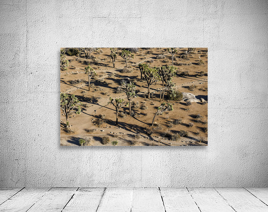 Joshua Tree Paths Wall Preview