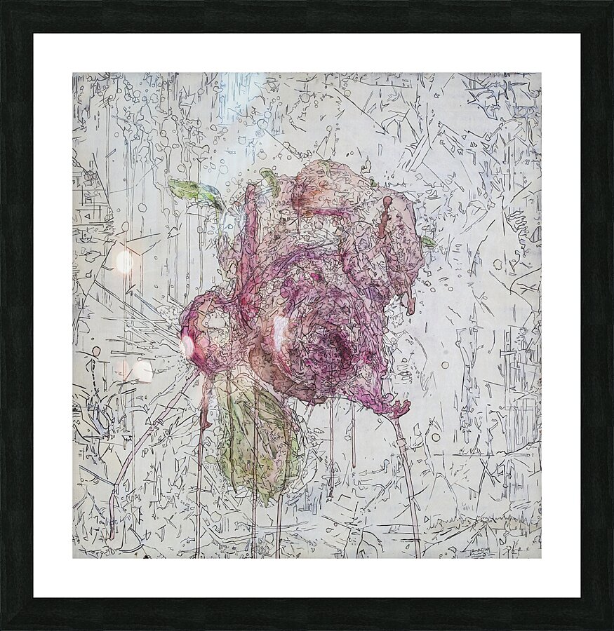 The Rose  Picture Frame print