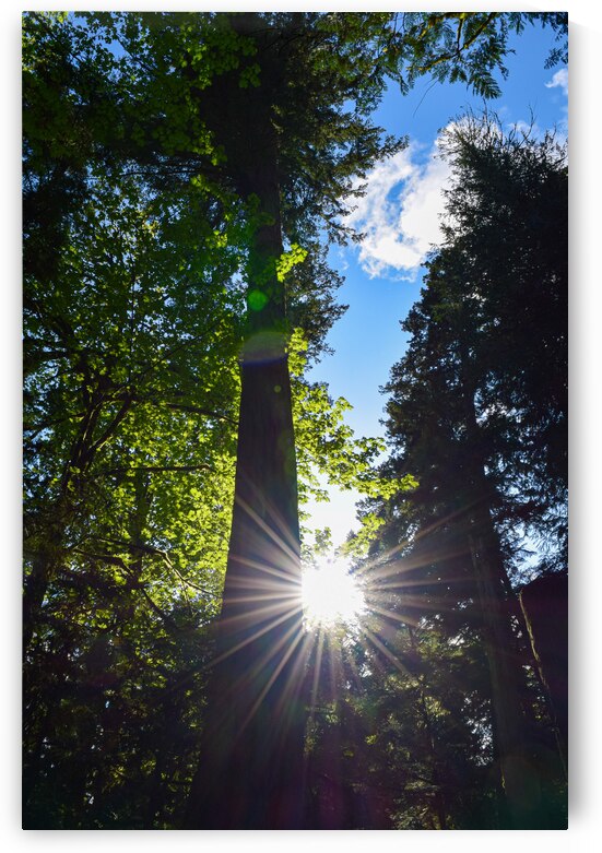 Sundown Serenity: Vancouver Island Forest Sunset by Dre Erwin Photography