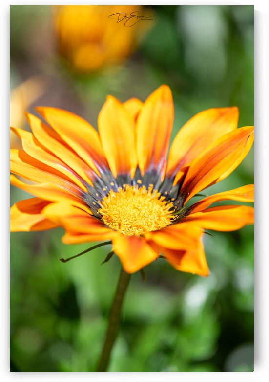 Breathtaking Bloom: Botanical Elegance at Butchart Gardens Victoria by Dre Erwin Photography