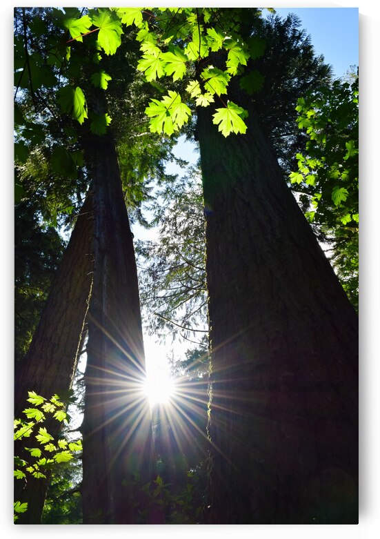 Radiant Sunbeams: Vancouver Islands Enchanting Tree Canopy by Dre Erwin Photography
