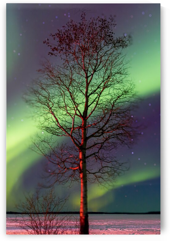 Winters Embrace: A Lone Tree Amidst Pinehouse Lakes Tranquility Capturing the Aurora Borealis by Dre Erwin Photography
