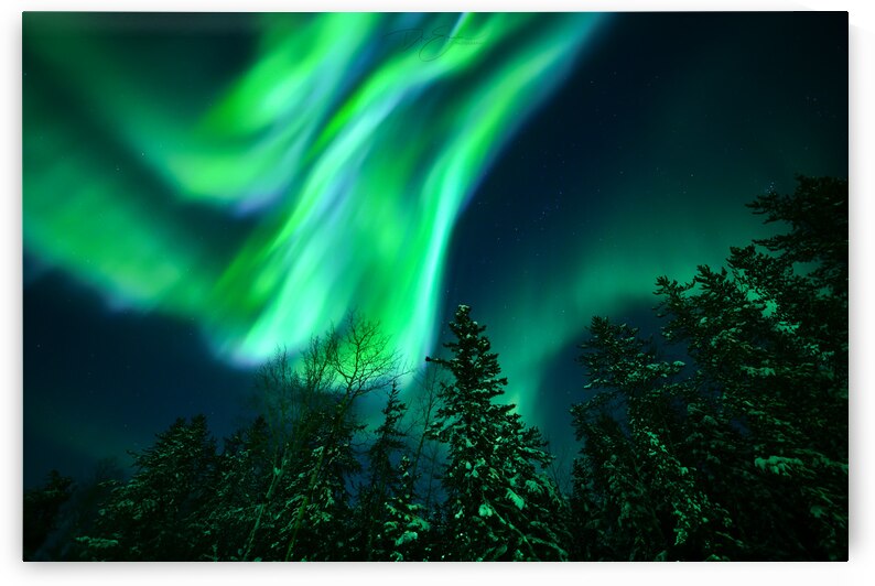 Natures Dazzling Display: Northern Lights Bursting Over Boreal Forest by Dre Erwin Photography