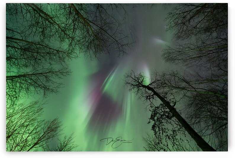 Celestial Canopy: Aurora Borealis Over Pinehouse Lake by Dre Erwin Photography