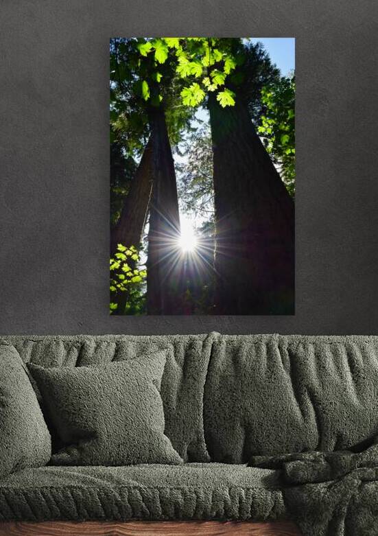 Radiant Sunbeams: Vancouver Islands Enchanting Tree Canopy by Dre Erwin Photography