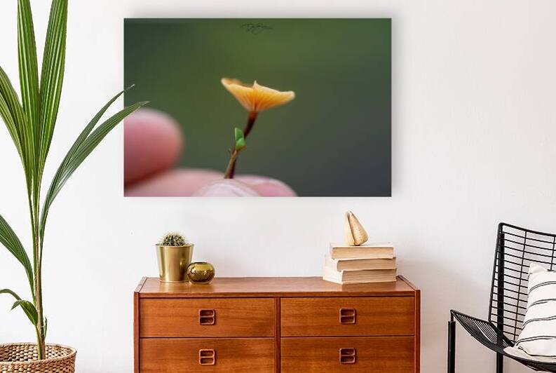 Natures Miniature World: Close-up of Boreal Forest Mushroom by Dre Erwin Photography