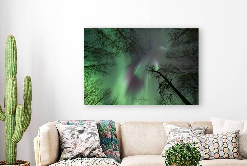 Celestial Canopy: Aurora Borealis Over Pinehouse Lake by Dre Erwin Photography
