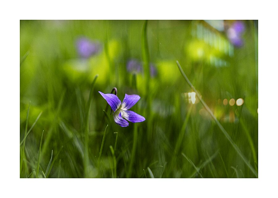 Wild Violet Picture Frame Printing