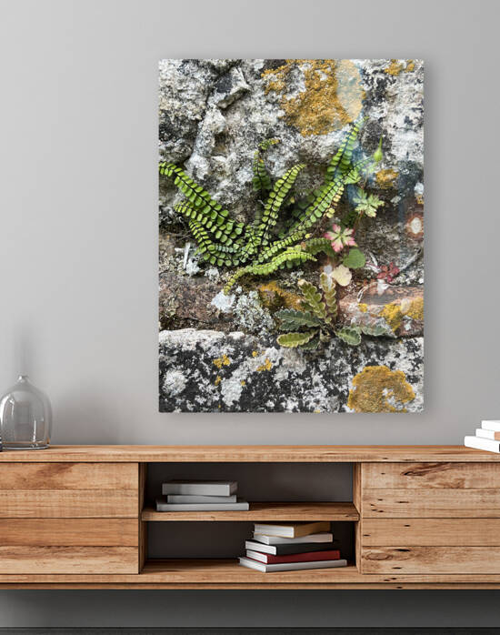 Secret Gardens of Chateau Avensac - Maidenhair spleenwort deuxieme Asplenium Trichomanes - Artist Garry Tosti by Chateau Avensac