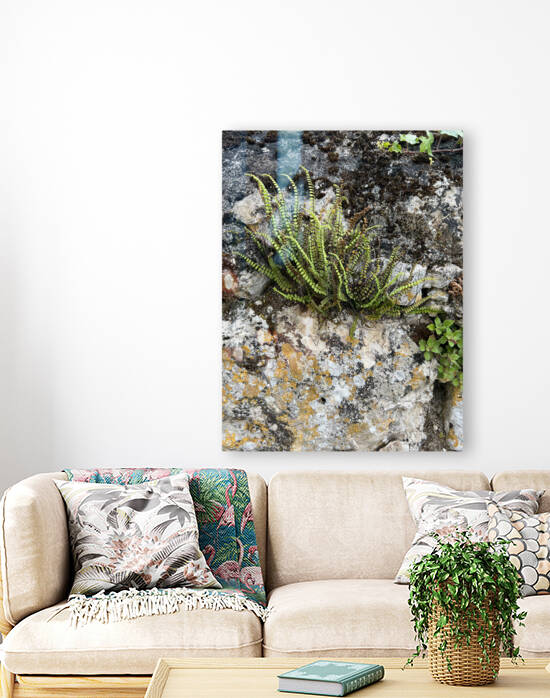 Secret Gardens of Chateau Avensac - Maidenhair spleenwort Asplenium Trichomanes - Artist Garry Tosti by Chateau Avensac