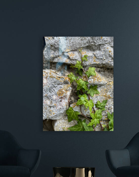 Secret Gardens of Chateau Avensac - English Ivy Hedera Helix - Artist Garry Tosti by Chateau Avensac