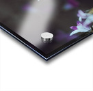 Macro bluebell Acrylic print