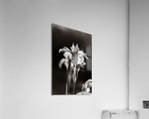 Iris black and white Acrylic Print
