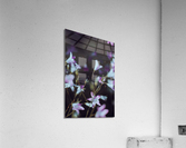 Macro bluebell Acrylic Print