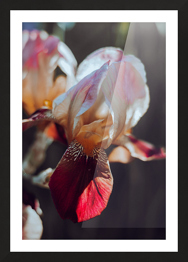 Flowers macro Picture Frame print