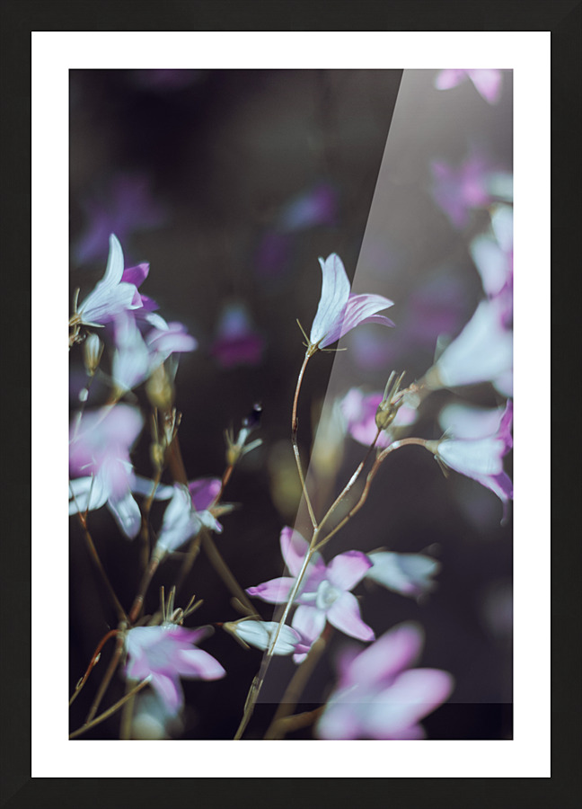 Macro bluebell Picture Frame print