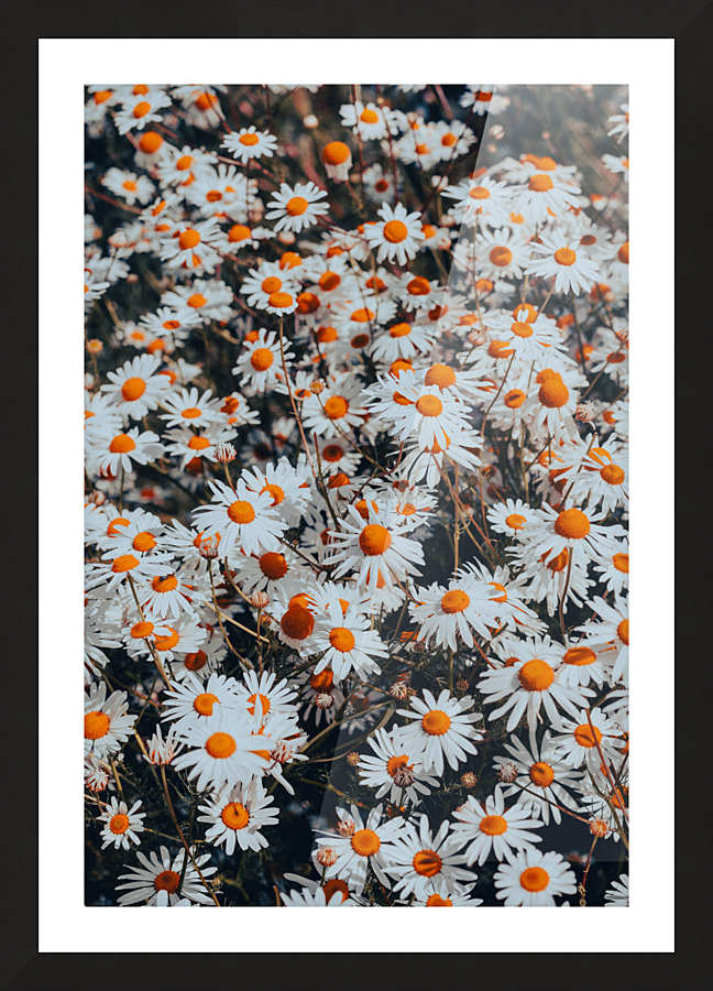  DSC3946 2 Picture Frame print