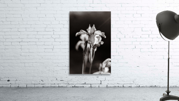 Iris black and white Wall Preview