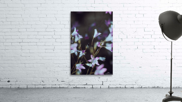 Macro bluebell Wall Preview