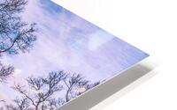 Appleton Tree 1 HD Metal print