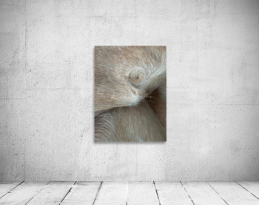 Do Not Disturb Wall Preview