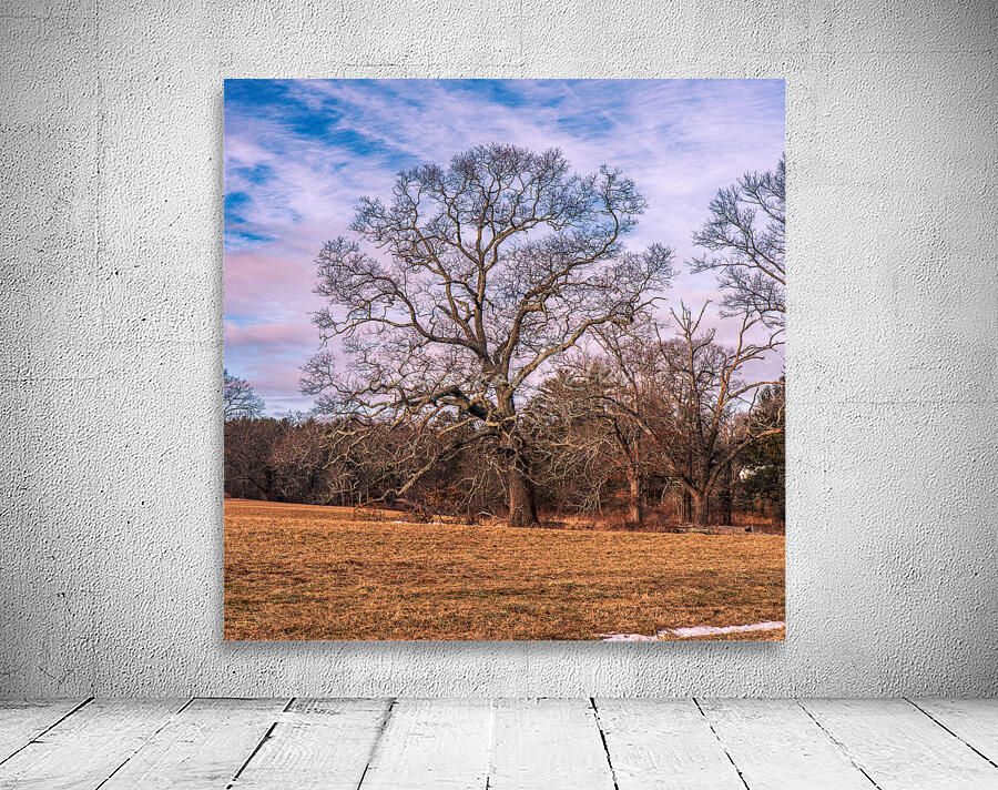 Appleton Tree 1 Wall Preview