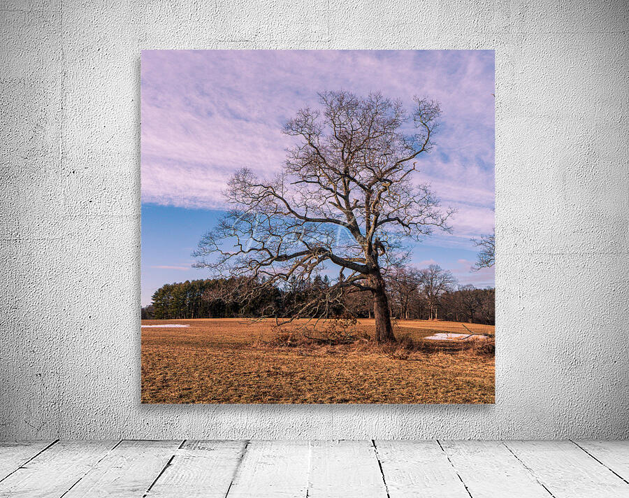 Appleton Tree 2 Wall Preview