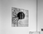 Laughing spider Acrylic Print
