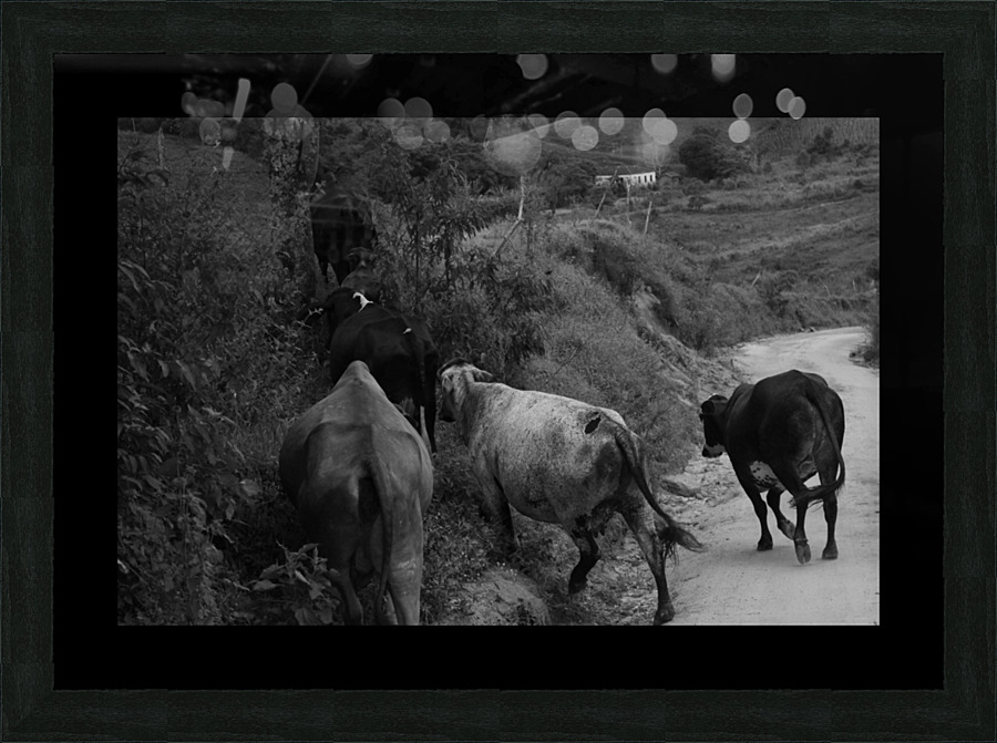Cows rushing Picture Frame print