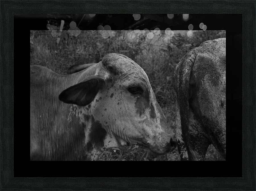 Cow Picture Frame print