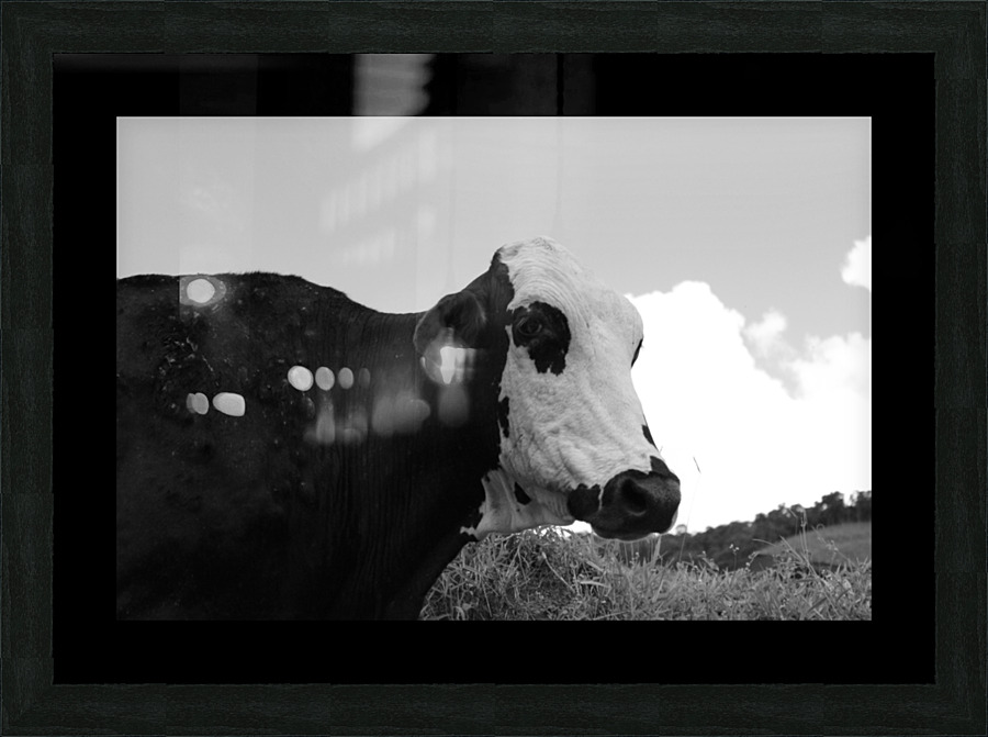 Cow Picture Frame print
