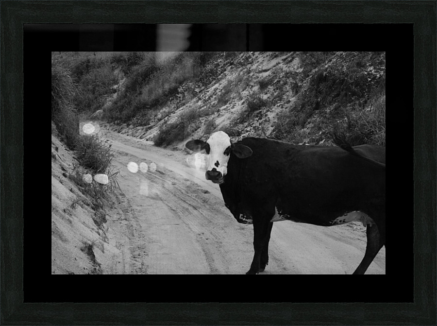 Cow Picture Frame print