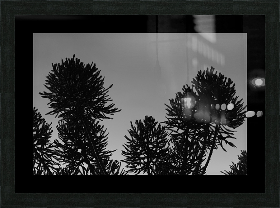Pine tree Picture Frame print