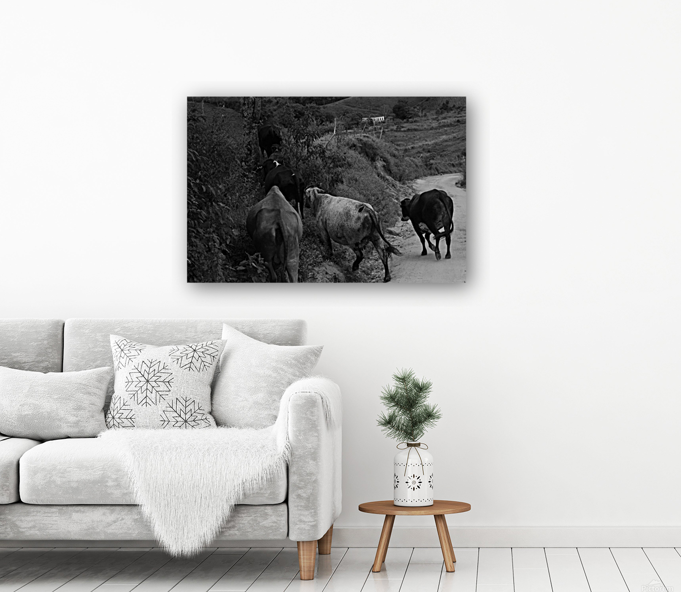 Cows rushing Reproduction