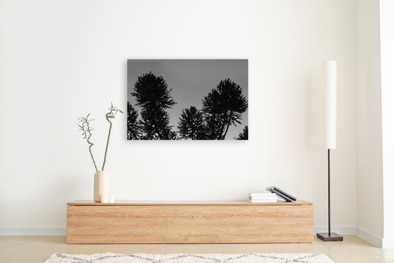Pine tree Reproduction