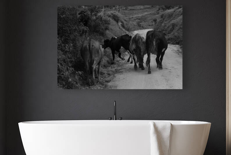 Cow in the way  by Pedro Mendes