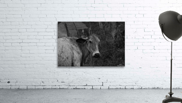 Vaca Wall Preview