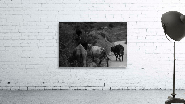 Cows rushing Wall Preview