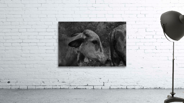 Cow Wall Preview