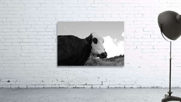 Cow Wall Preview
