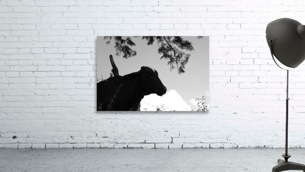 Cow  Wall Preview