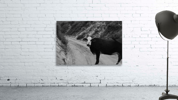 Cow Wall Preview