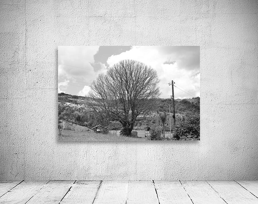 Tree Wall Preview