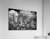 Crawford Oak Acrylic Print
