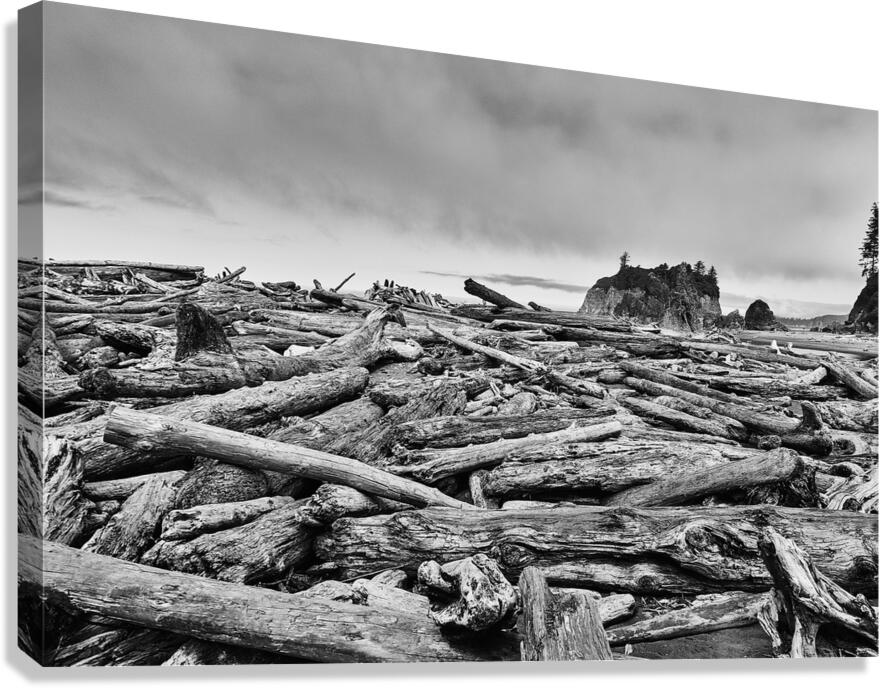Driftwood Pileup Canvas Print