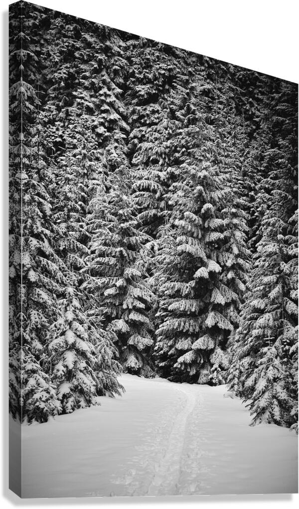 Snowshoe Trail [2] Canvas Print