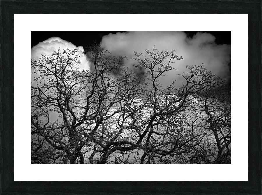 Crawford Oak Picture Frame print