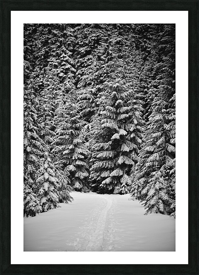 Snowshoe Trail [2] Picture Frame print