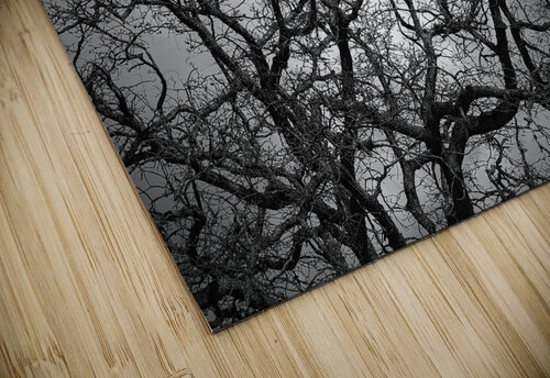 Crawford Oak Malcolm Cutchin Photography puzzle